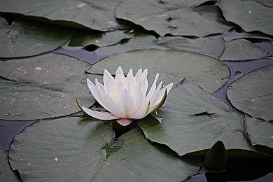 3DM速报：任天堂NSOled版正式公布 消光2副标题“人与仁之战”